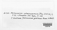 Apiospora sphaerosperma image